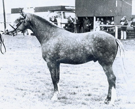 Welcome Diamond, Champion Irish Draught Stallion
